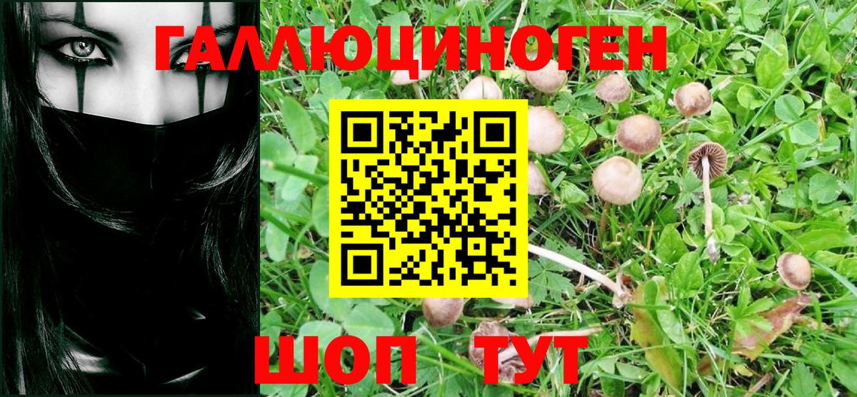 Тара  Галлюциногенные грибы Psilocybine cubensis  Вход с VPN 